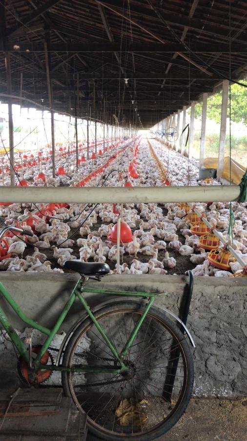 Chácara para Venda, Zona Rural — foto 3